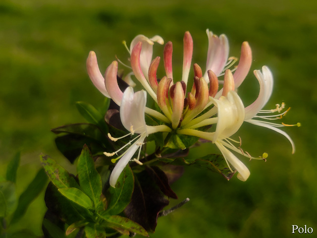 Flores para relajarse + (2 notas)