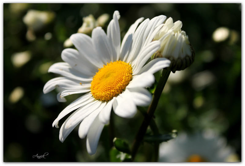 Encore une ptite blanche
