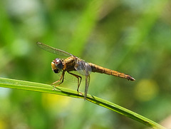 Broad Scarlet f (Crocothemis erythraea) DSB 0999