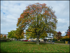 Manzil Way tree