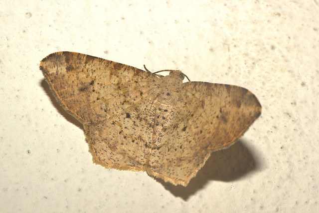 IMG 9287moth