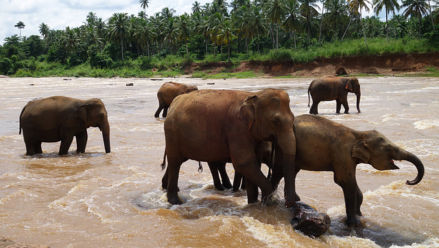 Sri Lanka tour - the fourth day - Pinnawala Elephant Orphanage