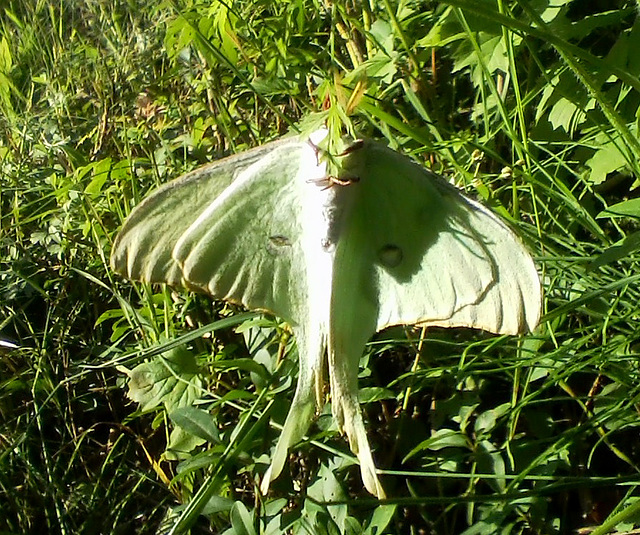 Luna Moth (Actias luna), underside