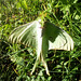 Luna Moth (Actias luna), underside