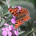 Comma