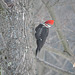 Pileated Woodpecker