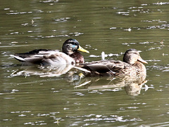 Ein wenig schwimmen......