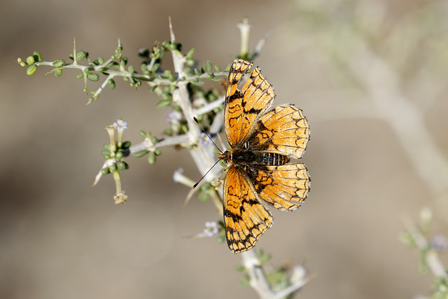 Sagebrush Checkerspot for Pam