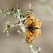 Sagebrush Checkerspot for Pam