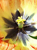 Au coeur de la tulipe