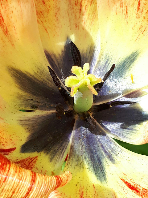 Au coeur de la tulipe