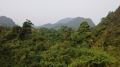 Jungle vietnamienne / Vietnamese jungle