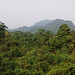 Jungle vietnamienne / Vietnamese jungle