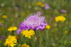 Knautia nevadensis, Dipsacales L1010378