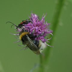 Bet Bumblebee won't Bite Bark-Beetle