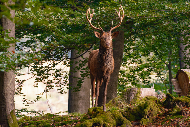 Der König