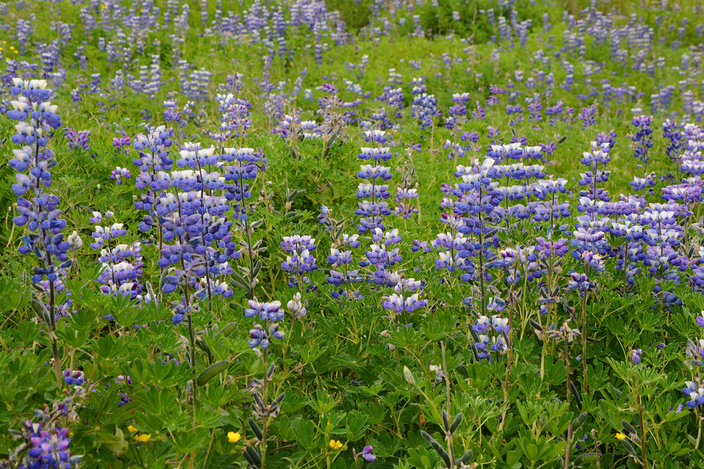 Iceland, Keflavik, Blooming Lupins