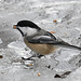 Chickadee on ice DSC 2540