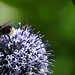 20230716 2223CP~V [D~LIP] Kugeldistel, Dunkle Erdhummel (Bombus terrestris), Honigbiene, Bad Salzuflen