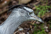20140926 5462VRAw [D~SFA] Trappe, Vogelpark, Walsrode