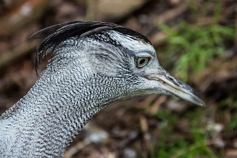 20140926 5462VRAw [D~SFA] Trappe, Vogelpark, Walsrode