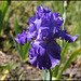 Iris Blenheim Royal (4)