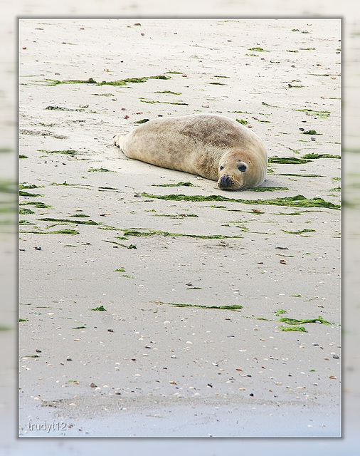 zeehond