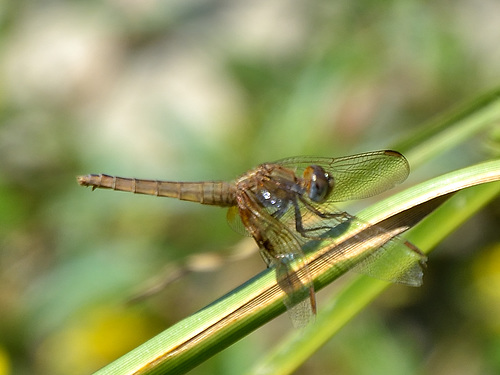 Broad Scarlet f (Crocothemis erythraea) DSB 0998