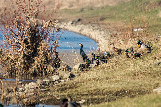 20150216 7036VRTw [D~SHG] Kormoran (Phalacrocorax carbo), Enten, Weser, Rinteln