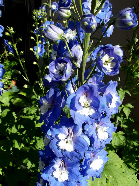 Delphinium closeup