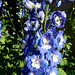 Delphinium closeup