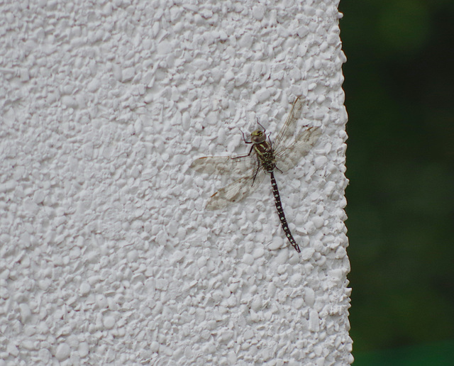 Southern Hawker Dragonfly