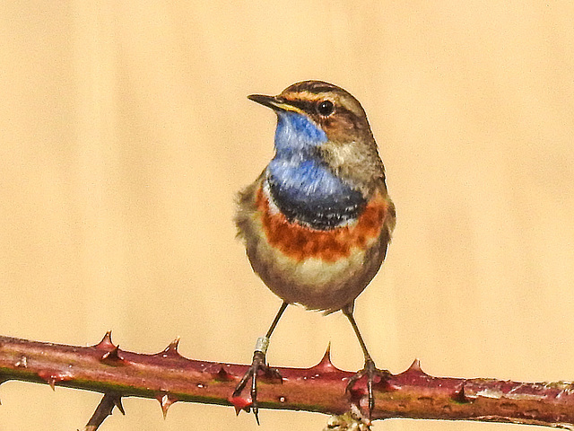 20180403 3468CPw [D~AUR] Blaukehlchen (Luscinia cyanecula), Leybucht, Greetsiel