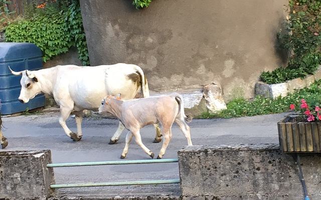 Allez petit , on se dépêche !