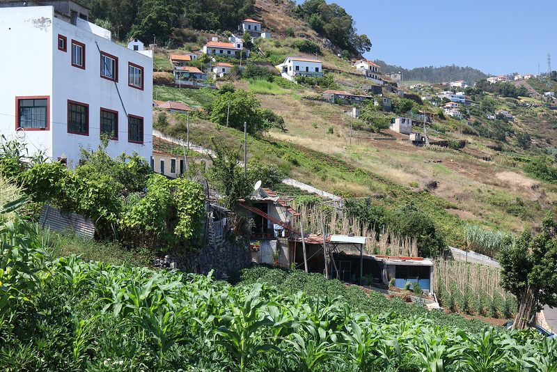 Câmara de Lobos - Vereda da Levada da Serra (1)