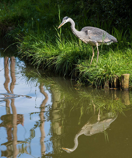 Heron 2 (3)