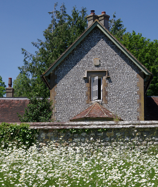 Oxeye Daisy