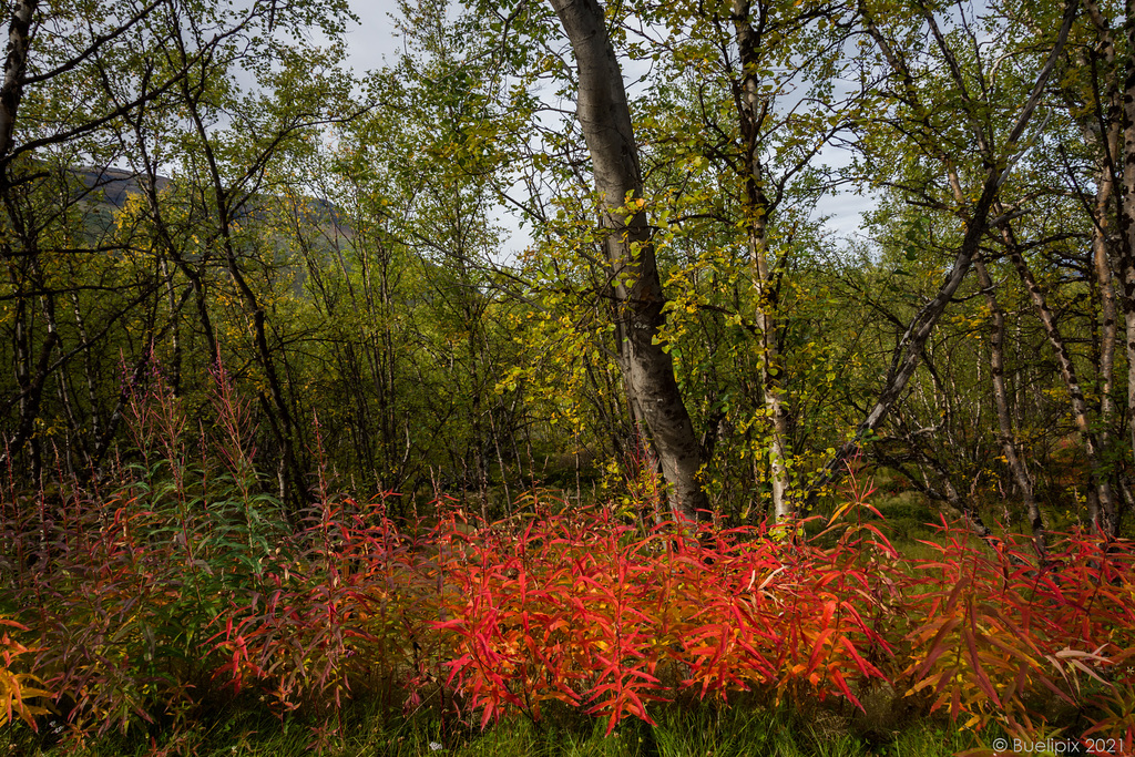 beim Abisko Canyon (© Buelipix)