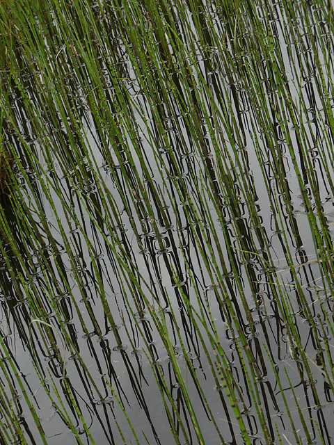 20230606 -08 Lozère tritons (259)