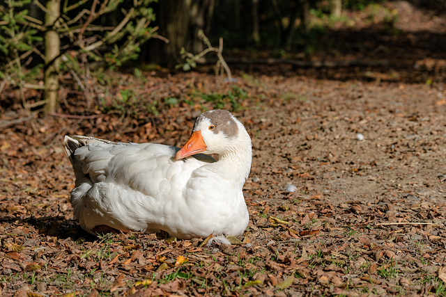 Die goldene Gans