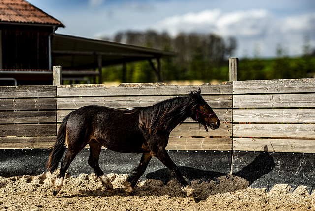 20240331_cooper ranch südharz (d800)