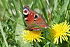 European Peacock - Aglais io