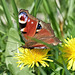 European Peacock - Aglais io