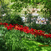 Red Stream