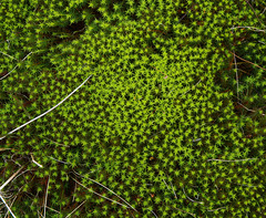 Starry Starry Moss