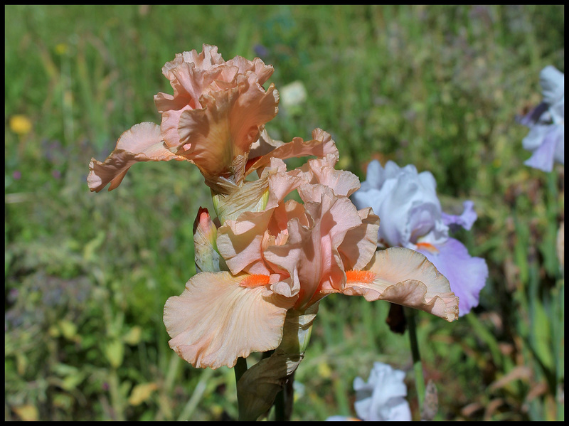 Buisson de Roses (2)