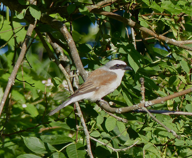 Pie-grièche écorcheur (Lanius collurio)  (Red-backed Shrike)