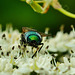 Greenbottle Botty