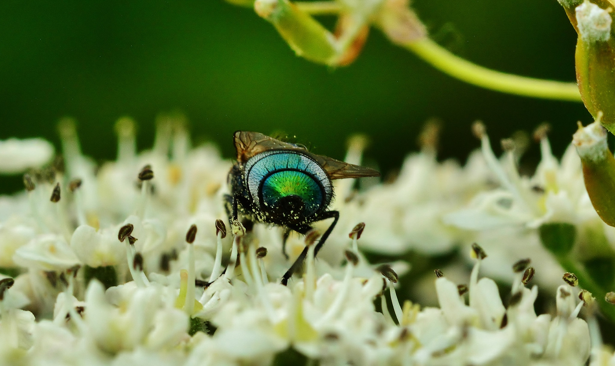 Greenbottle Botty