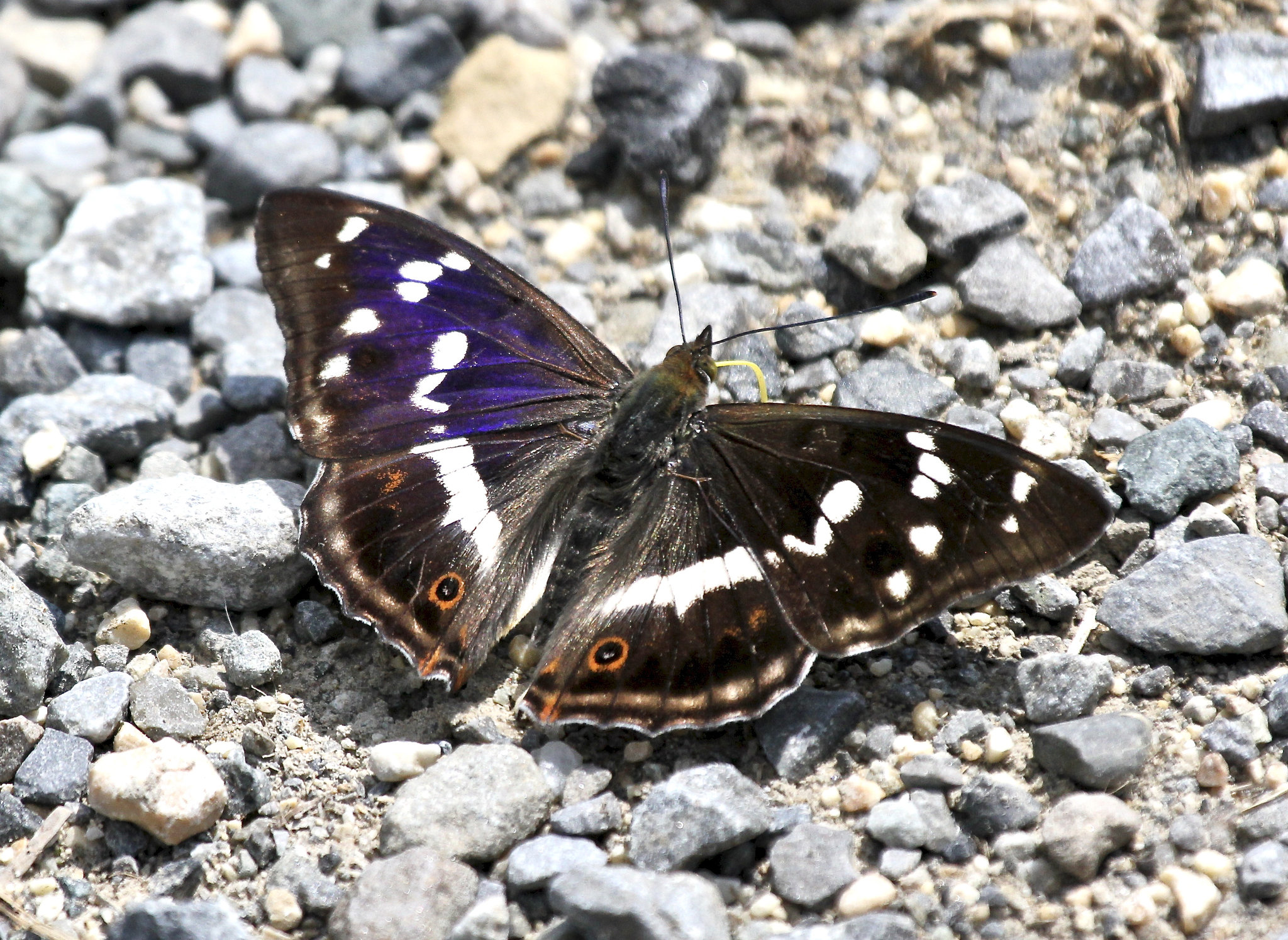 Großer Schillerfalter